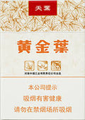 黄金叶天叶粗